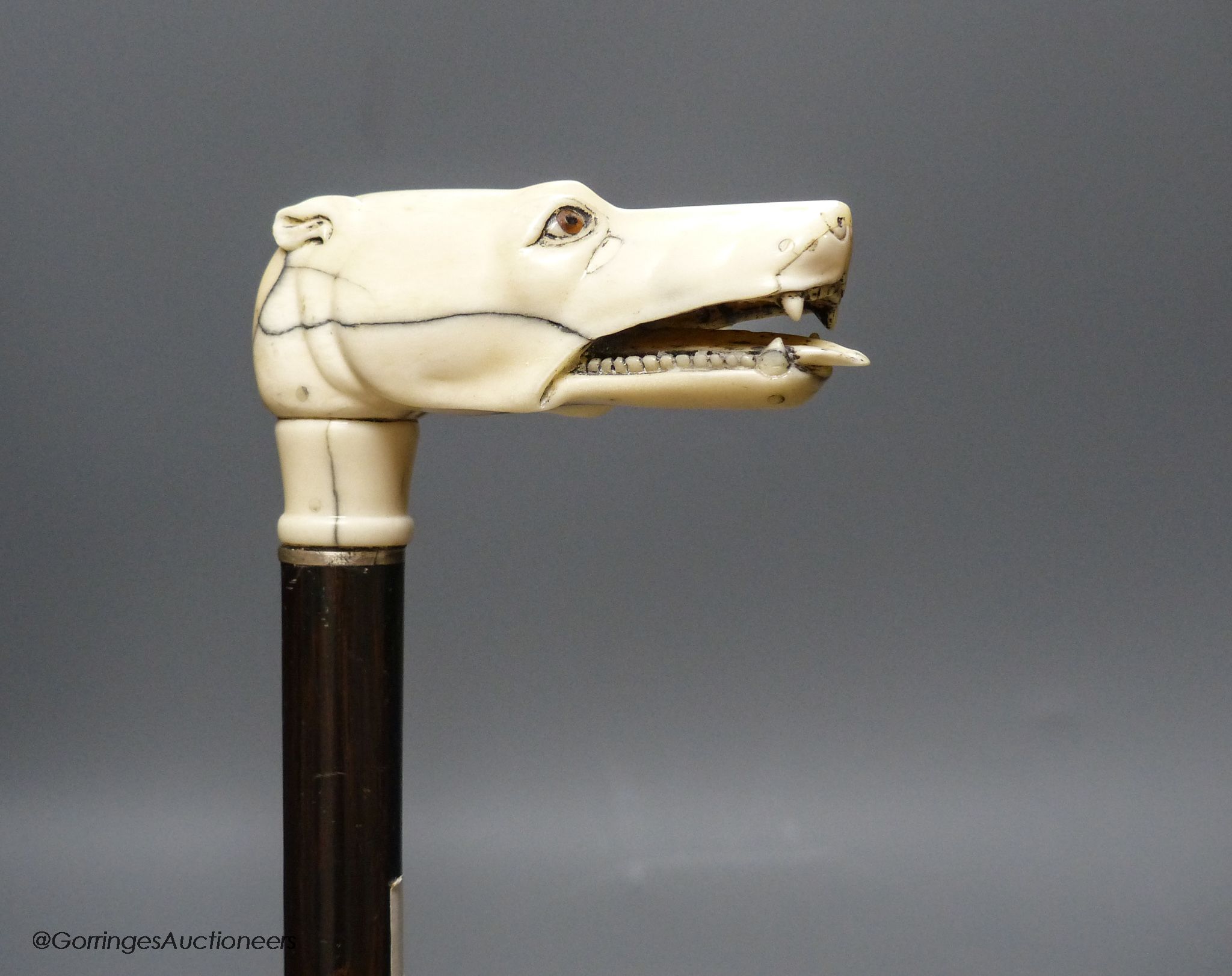 A rosewood walking stick, carved bone / ivory dog's head handle